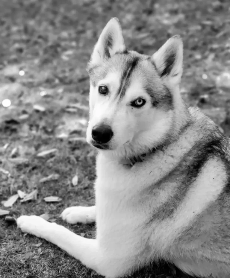 Siberian Husky, easily recognizable by its thick double coat, erect triangular ears, and distinctive facial markings, often including bi-colored eyes
